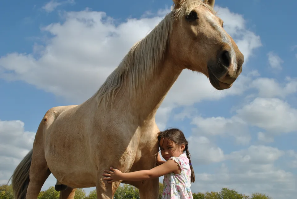 A Christmas Horse Named Cairo